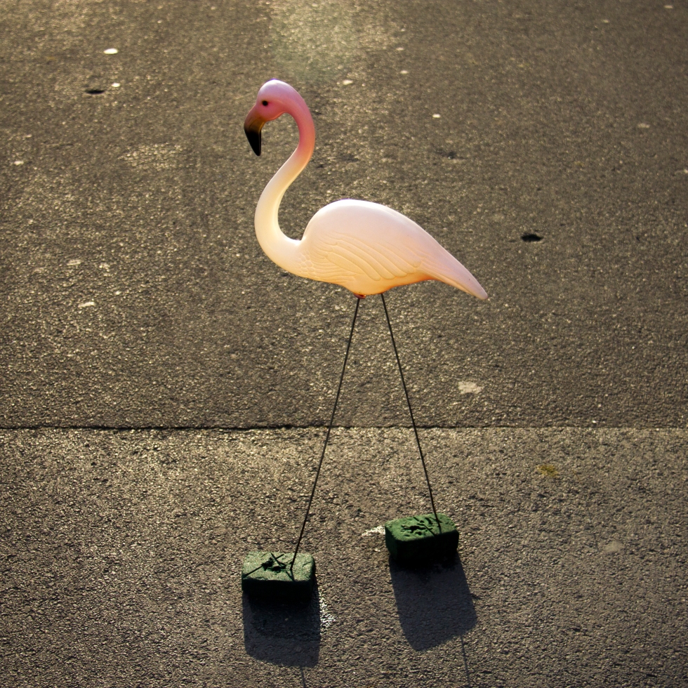 flamingo street Ghent light tegenlicht