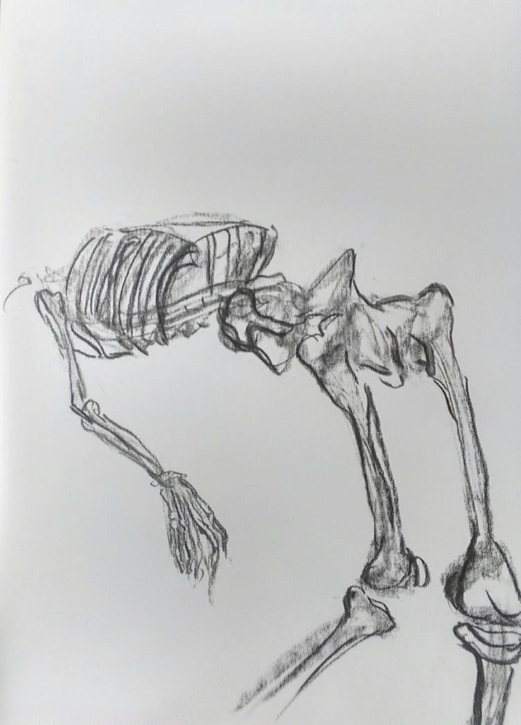 drawing charcoal skeleton