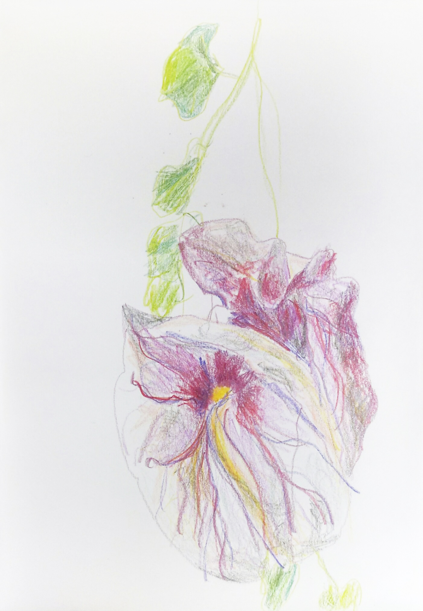 planten plantentuin botanische tuin Gent Victoriaserre tekening kleurpotlood