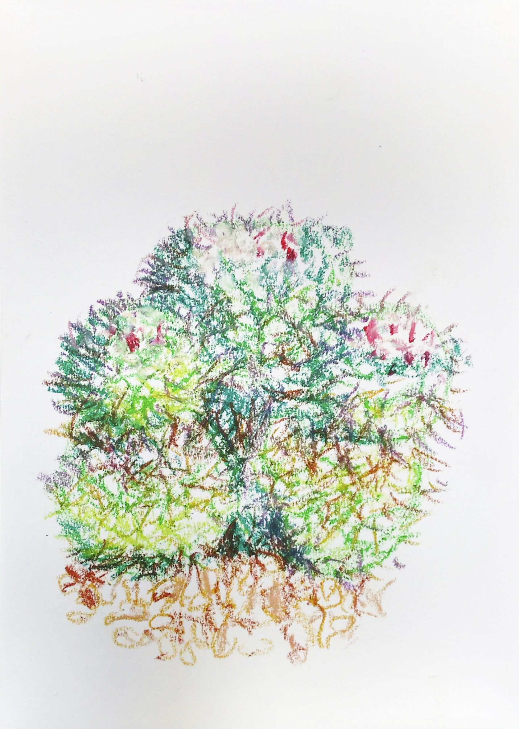 planten plantentuin botanische tuin succulentenkas cactus Gent tekening pandakrijt wasco