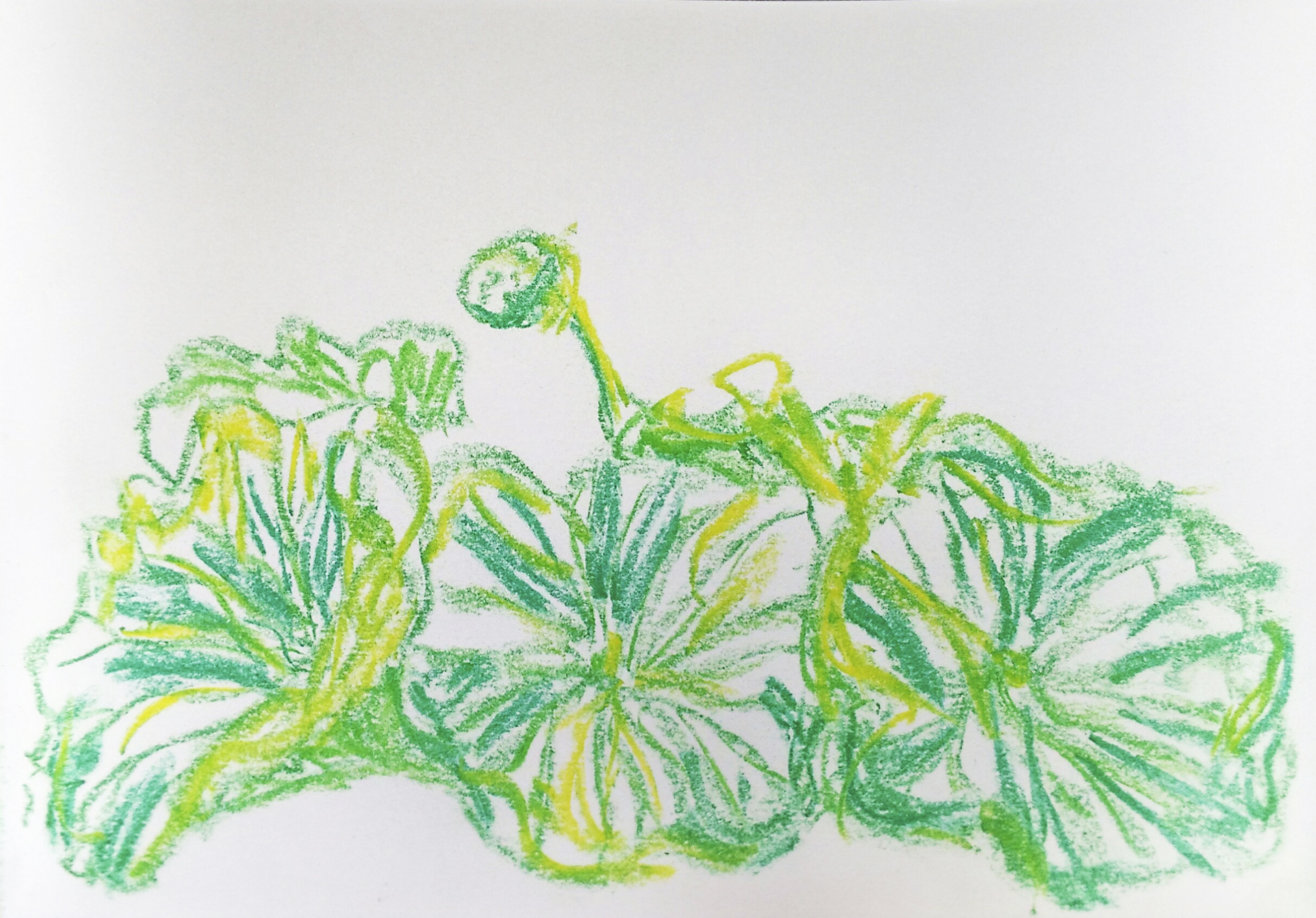 planten plantentuin botanische tuin Victoriaserre Gent tekening pastelkrijt