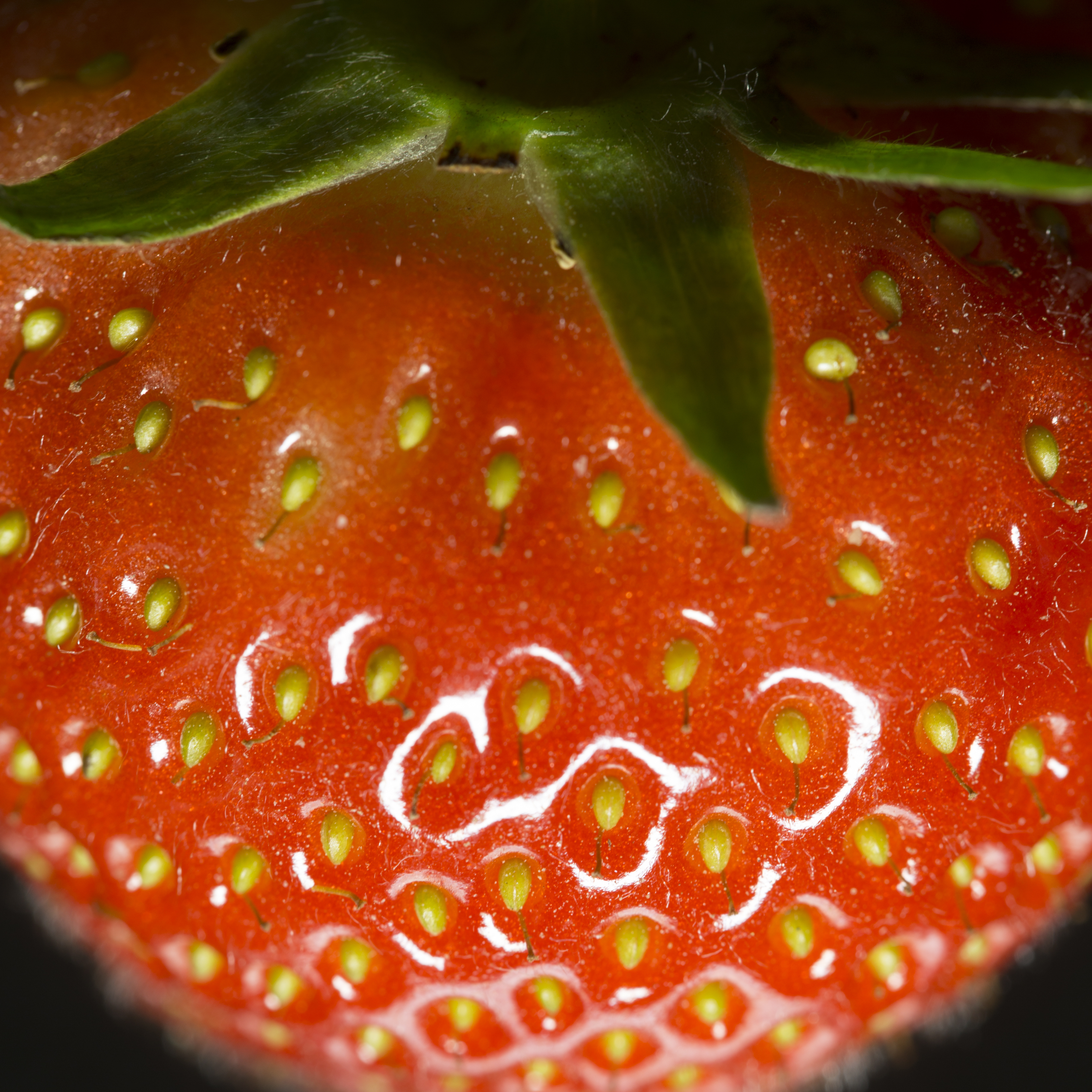 Aardbei studio fotografie textuur fruit macro close-up