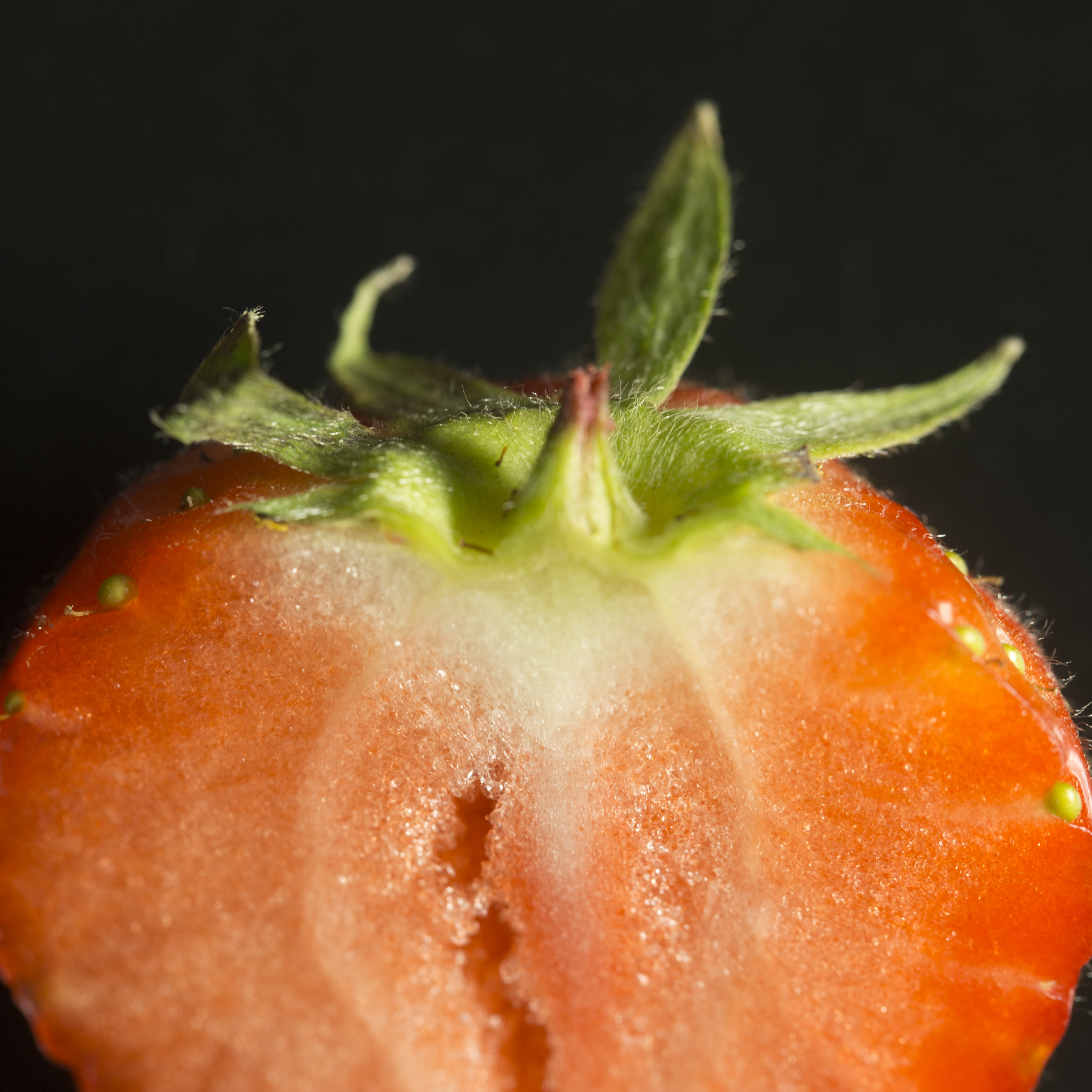 Aardbei studio fotografie textuur fruit macro close-up