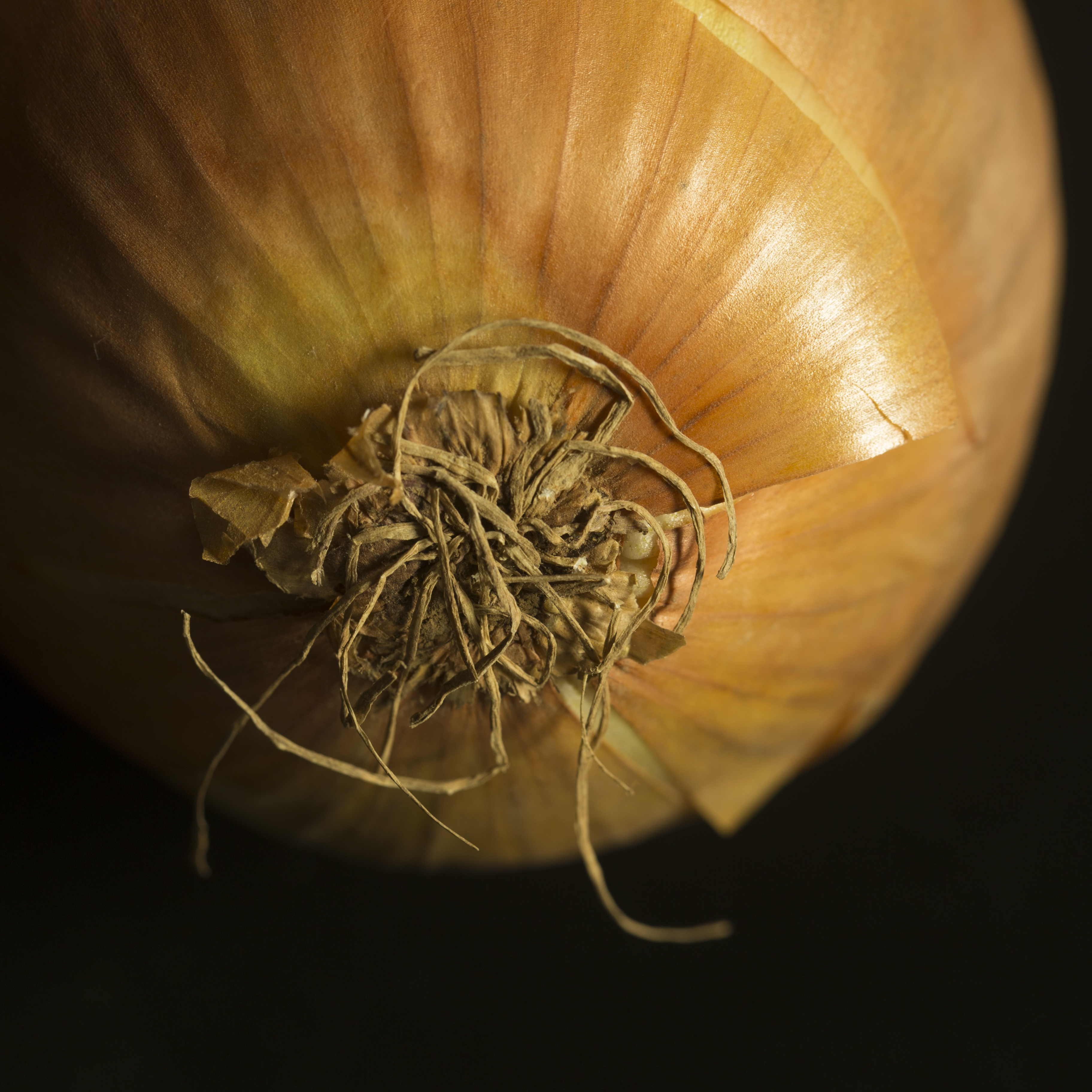 Ajuin studio fotografie textuur fruit macro close-up