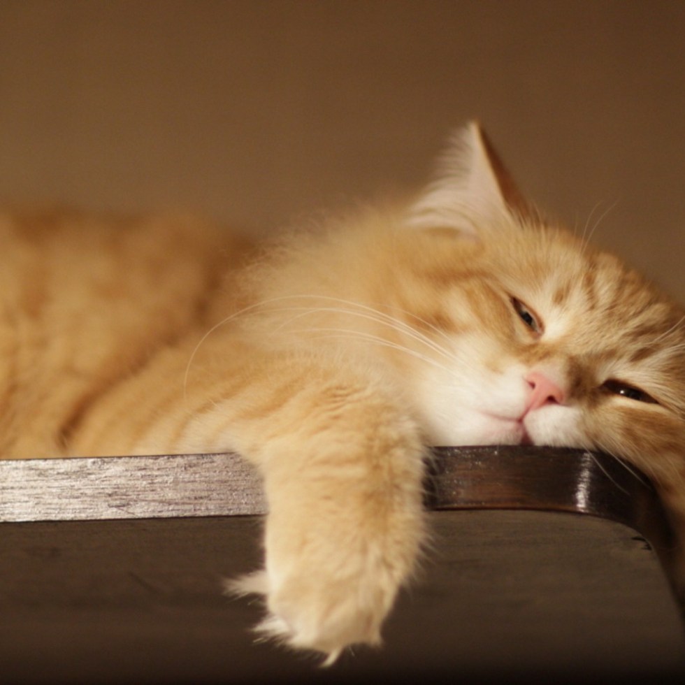 Lazy Cat Sunday procrastination