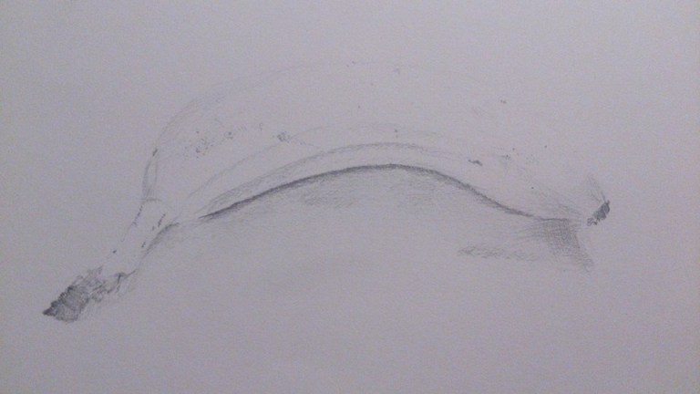 stilleven fruit banaan textuur vorm schaduw