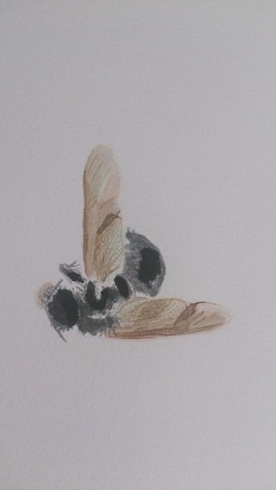 still life fly painting mixed materials bister aquarel ink pencil colour pencil marker wasco